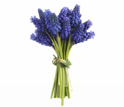 Grape hyacinth